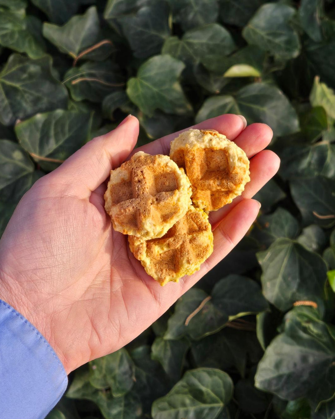 Little Bear Pet Treats - Waffles